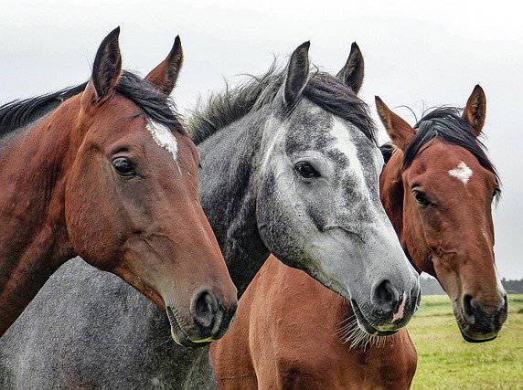 team van paarden